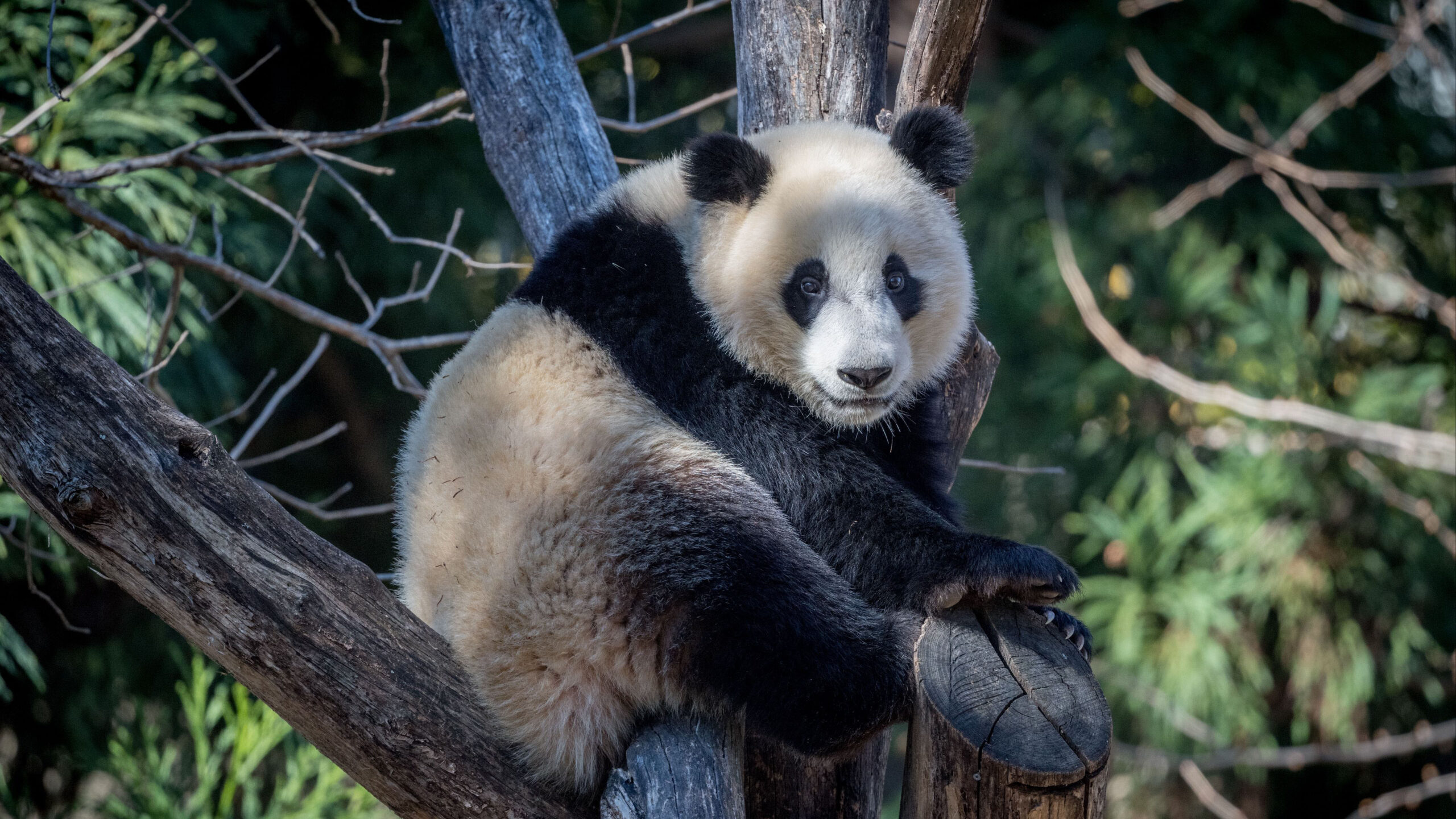 White Black Panda Is Sitting On Tree Branch In Blur Wallpaper K 2K Panda