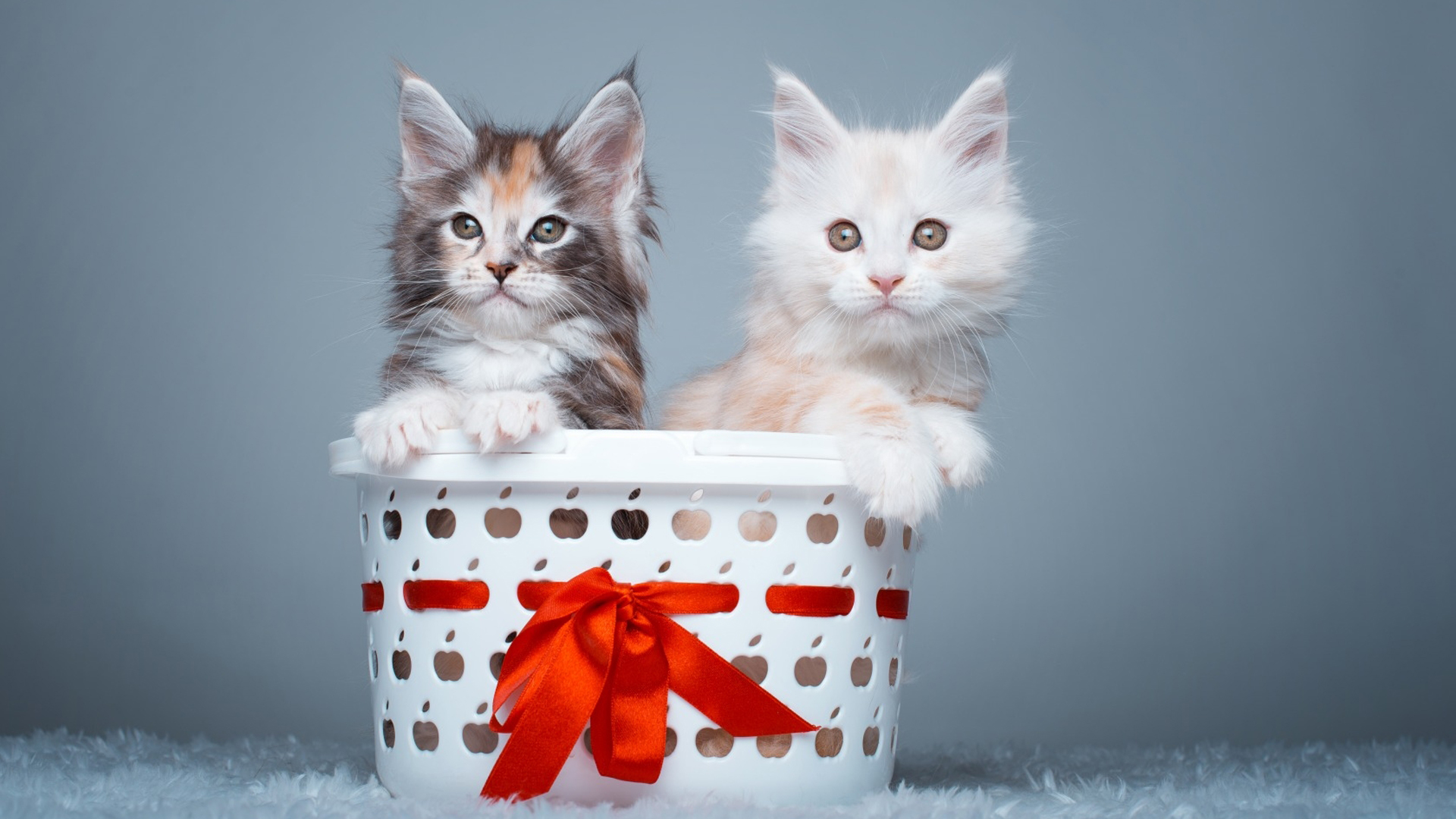 Pet Cats In Basket With Gray Wallpaper 2K Animals