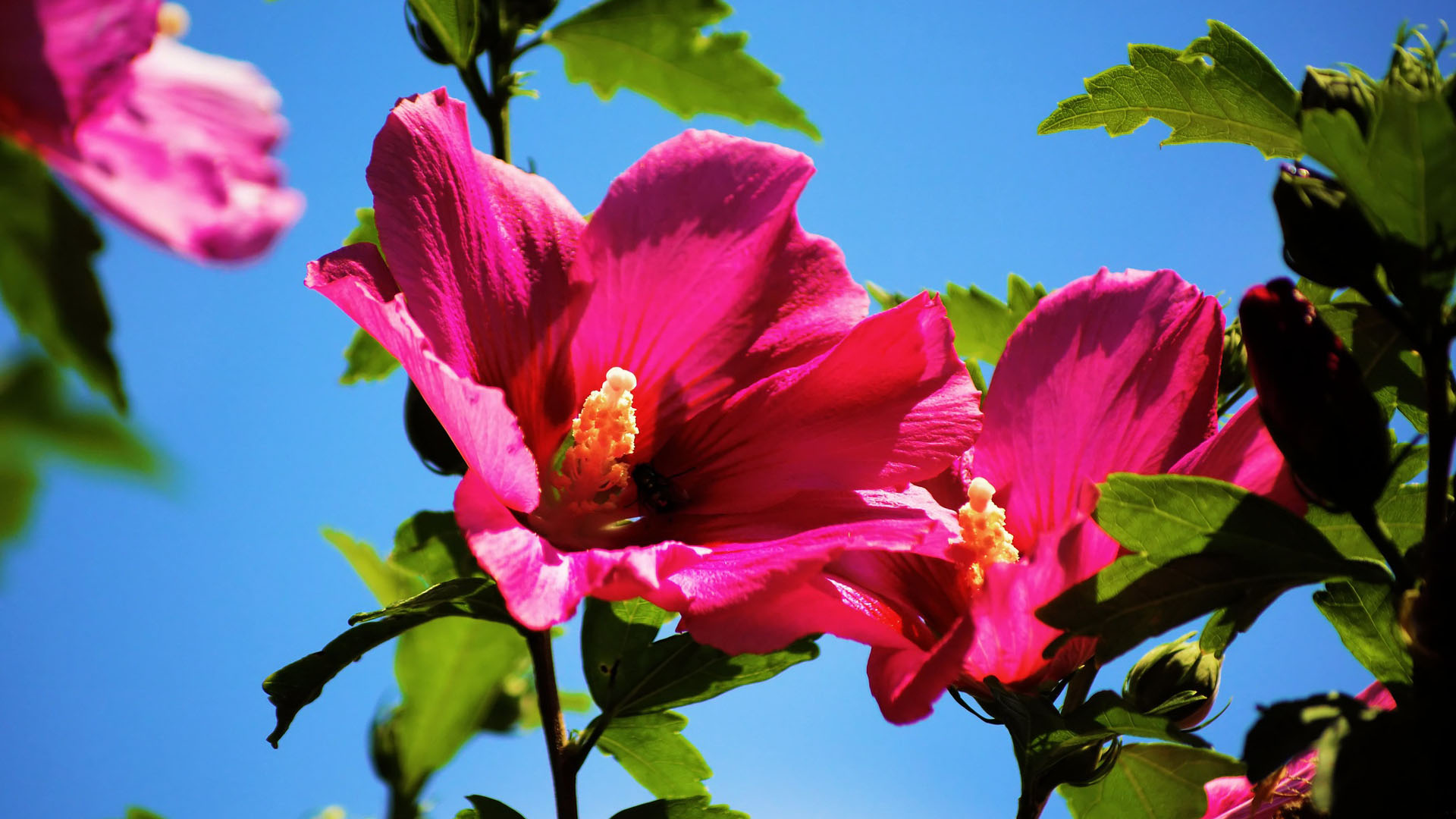 Pink Hollyhocks Flowers With Green Leaves In Blue Sky Wallpaper 2K Flowers