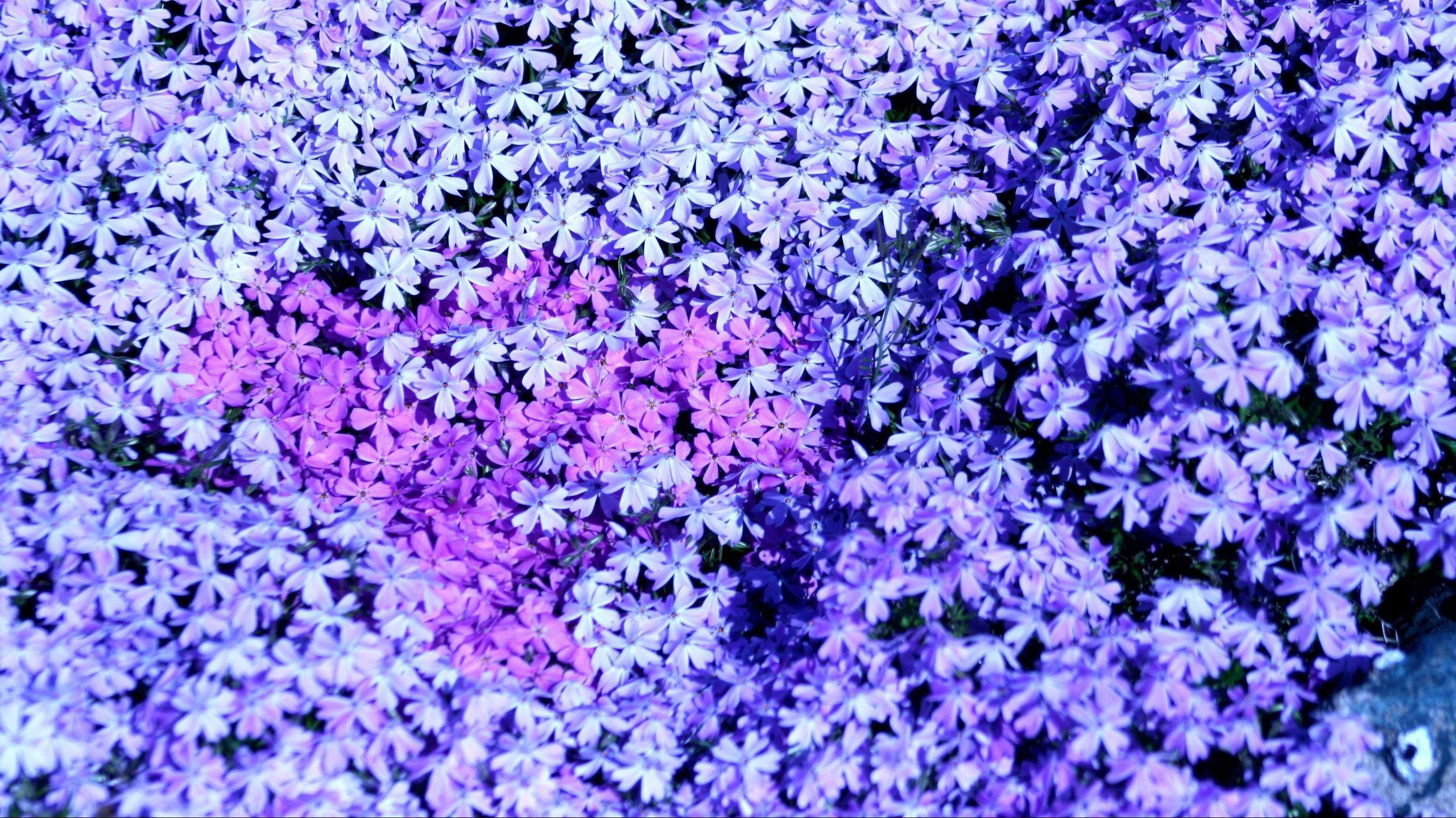 Purple Small Many Spring Phlox Flowers 2K Flowers