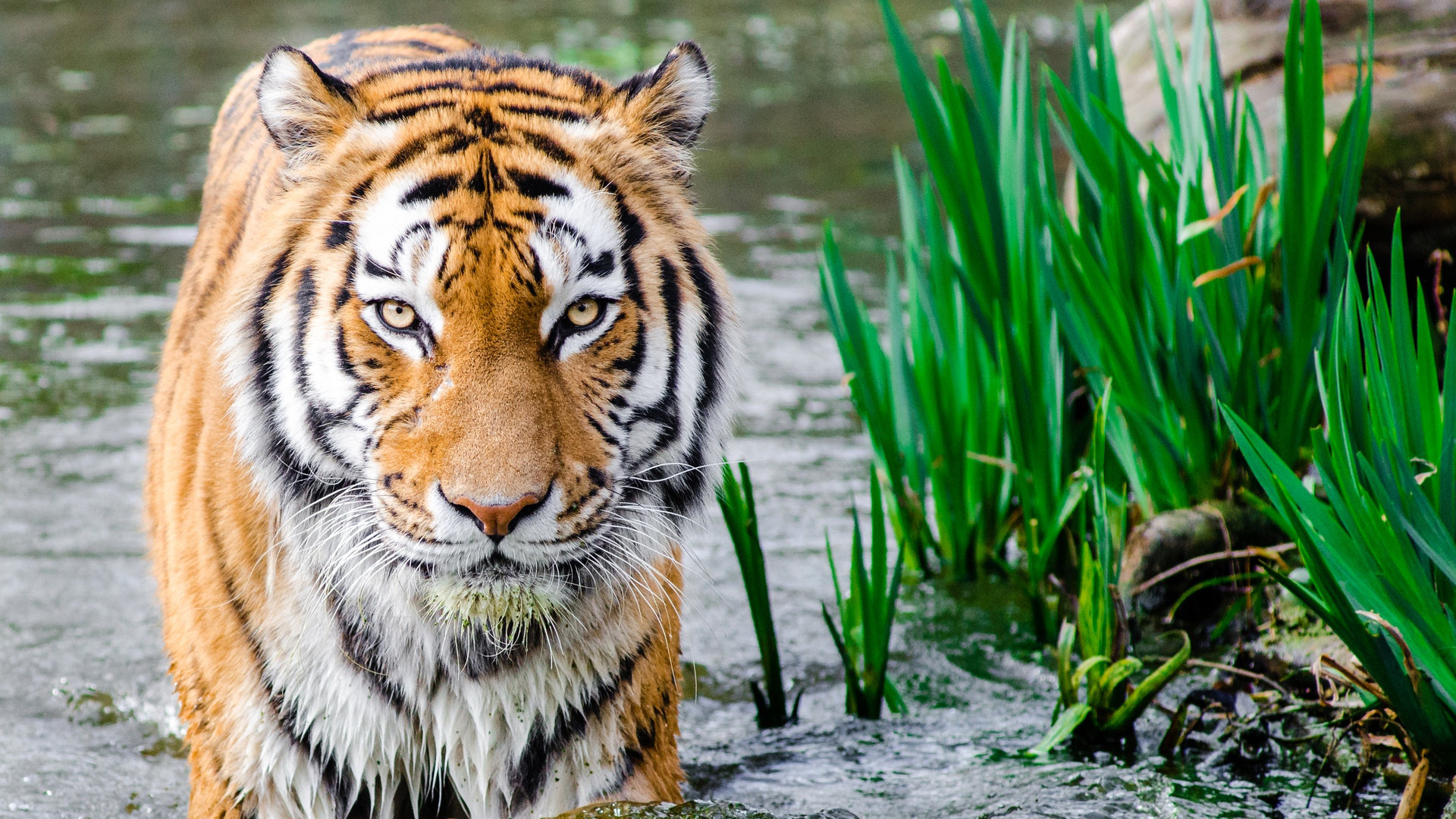 Tiger Is Standing On Water With Grasses Nearby 2K Tiger