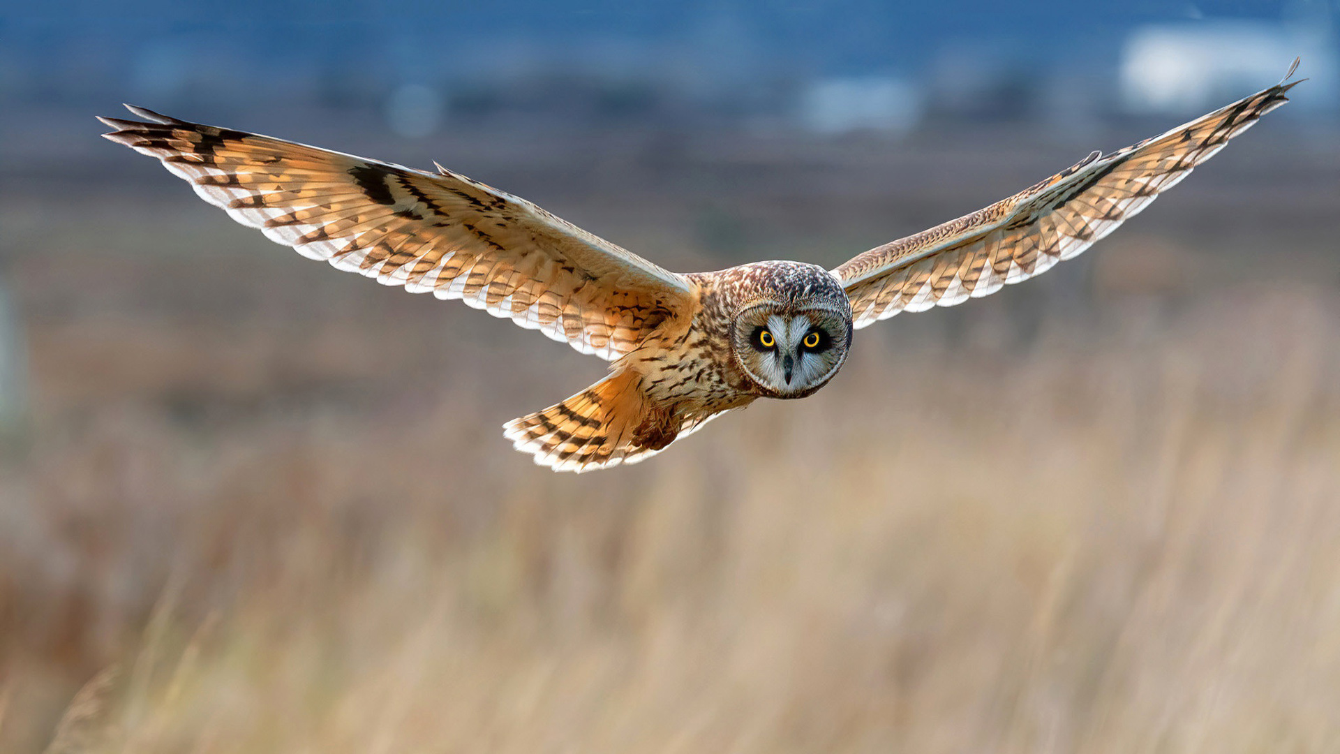 Short-Eared Owl Is Flying Above From Land In Blue Wallpaper 2K Birds