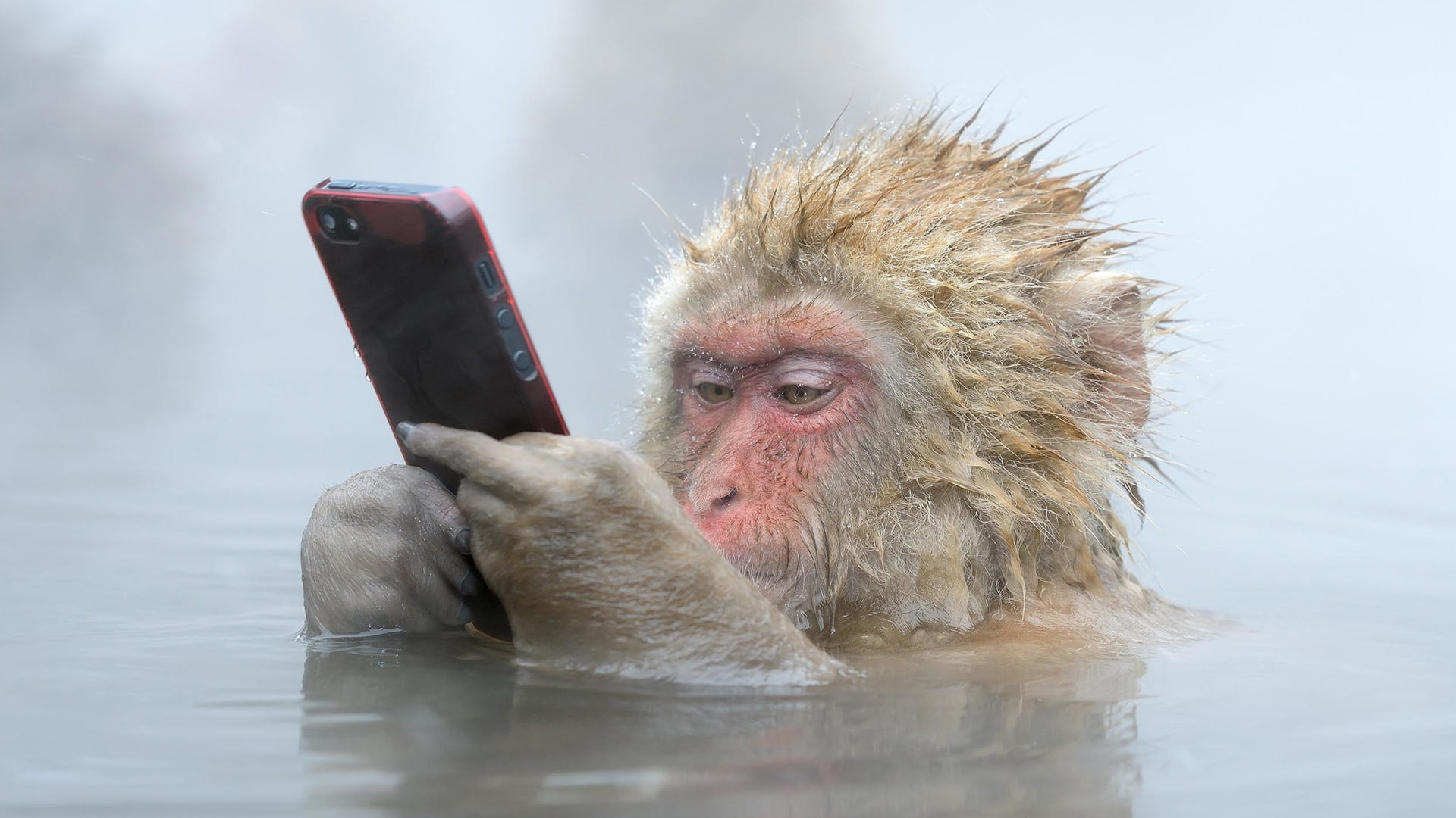 Funny Monkey Primate Baboon Water 2K Funny Monkey