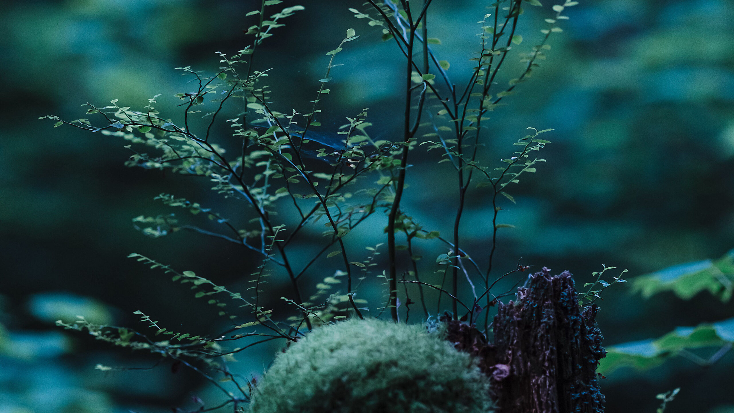 Stump Moss Branches In Blur Wallpaper K 2K Nature