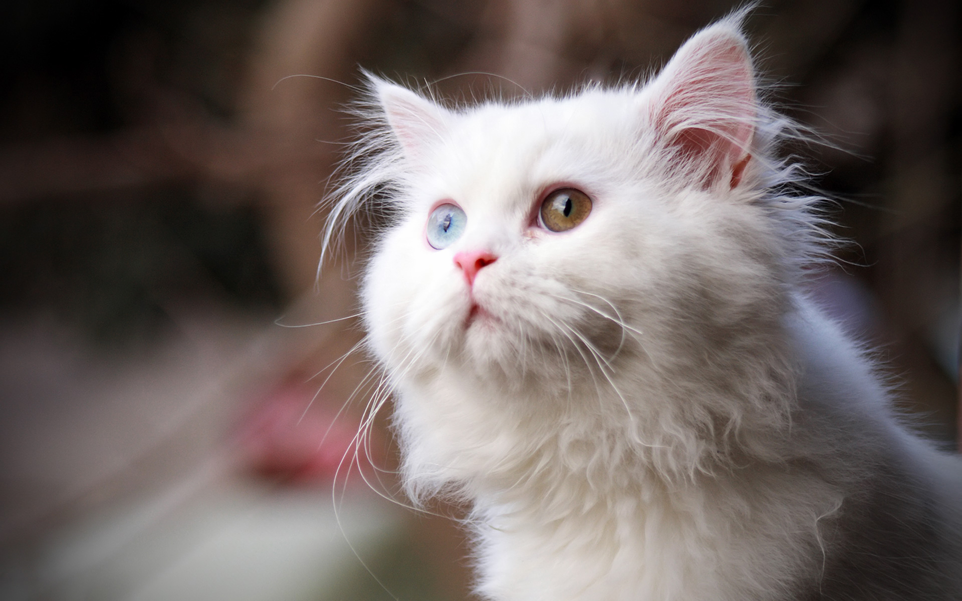 White Cat