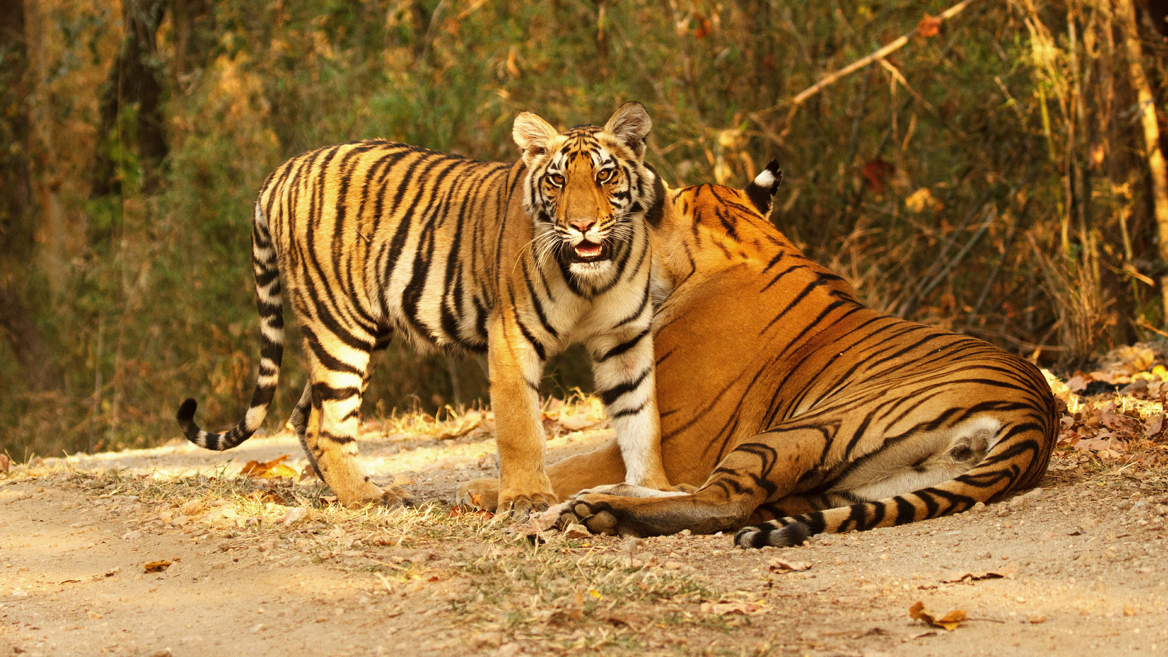 Tiger Is Standing Near Lying Down Tiger During Daytime In The Forest K 2K Animals