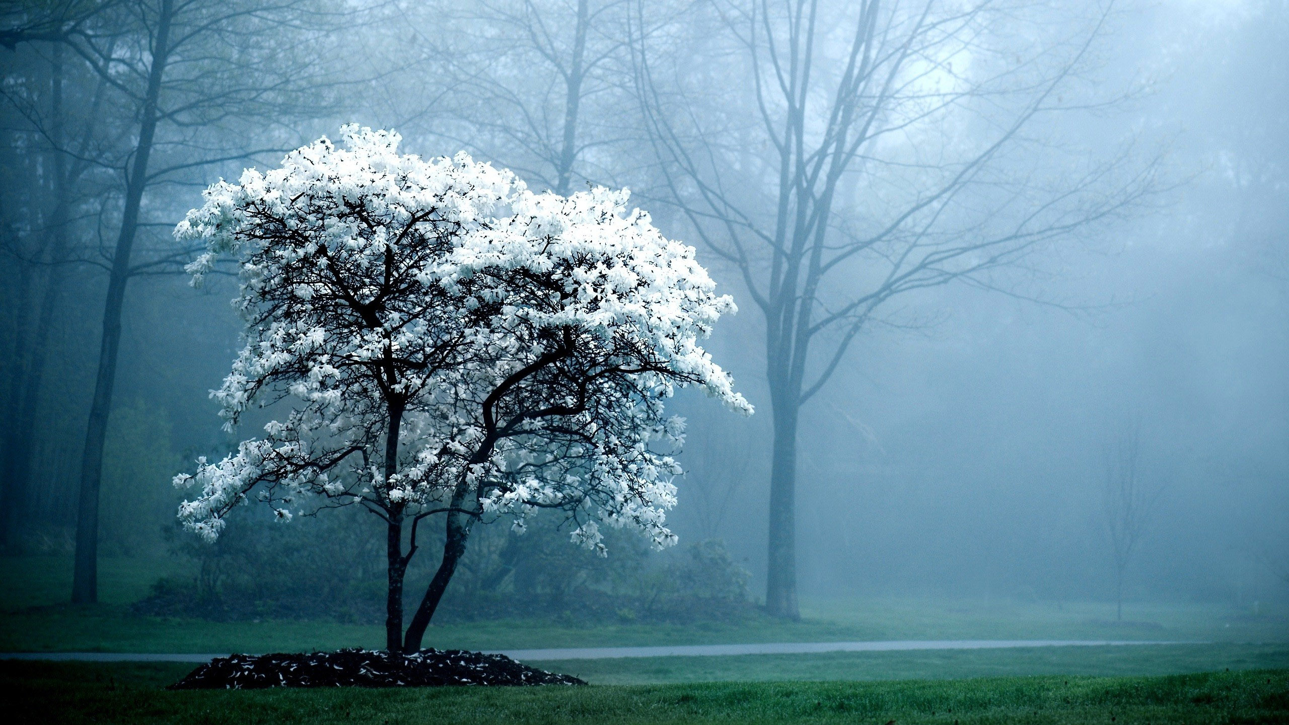 White Flowers Tree In Fog Covered Forest Wallpaper 2K Nature