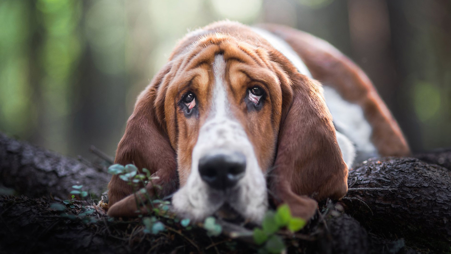 Basset Hound Dog With Sad Face On Wood 2K Dog