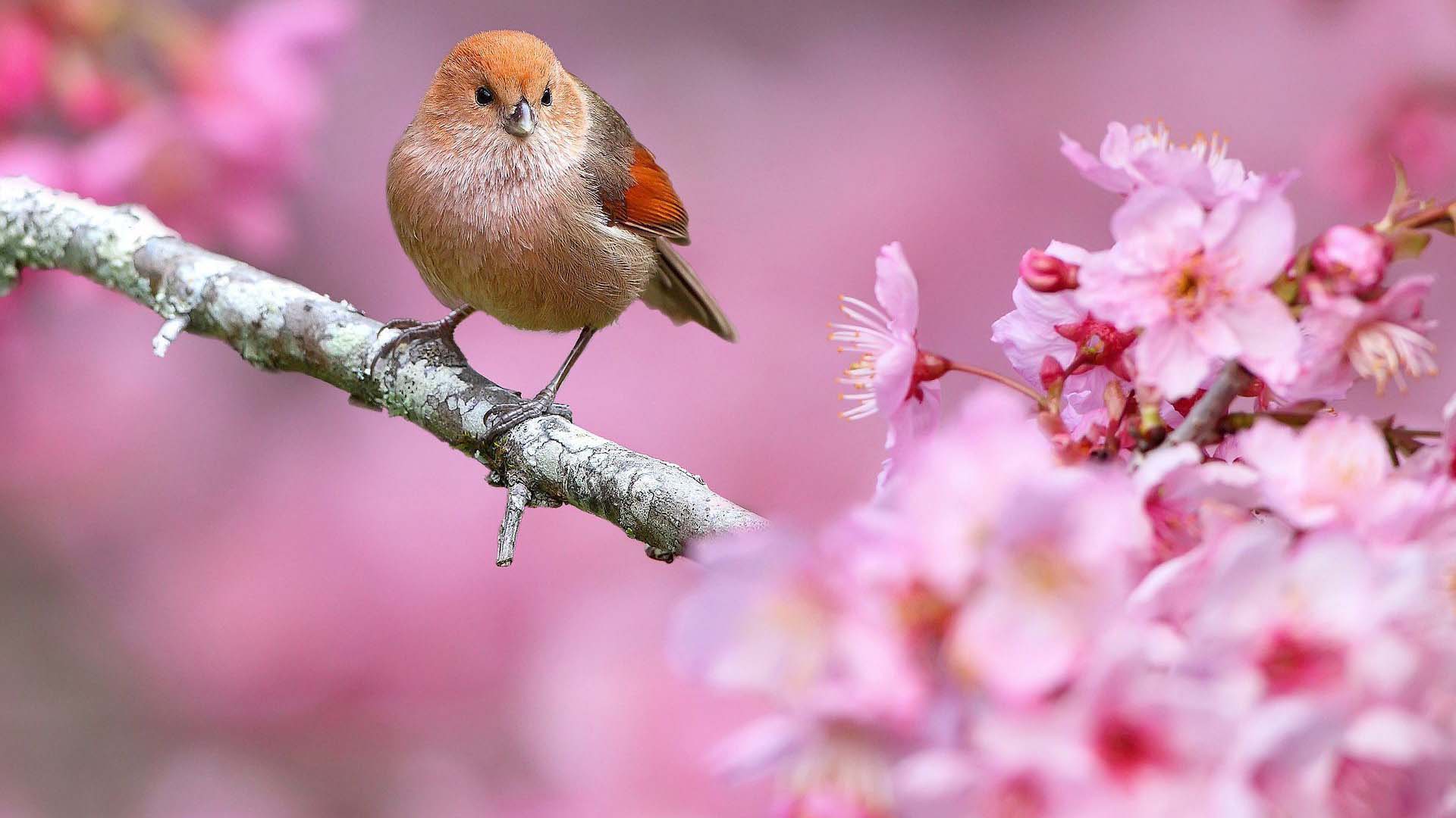 Cute small orange and brown bird is perching on tree branch in blur pink Wallpaper 2K animals