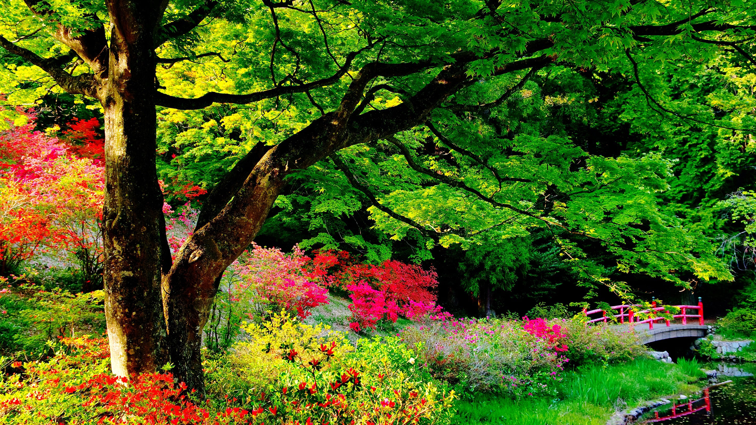 Colorful Flowers Beautiful Garden Green Trees Branches Bridge Plants Bushes 2K Nature