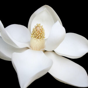 White Wallpaper K 2K White