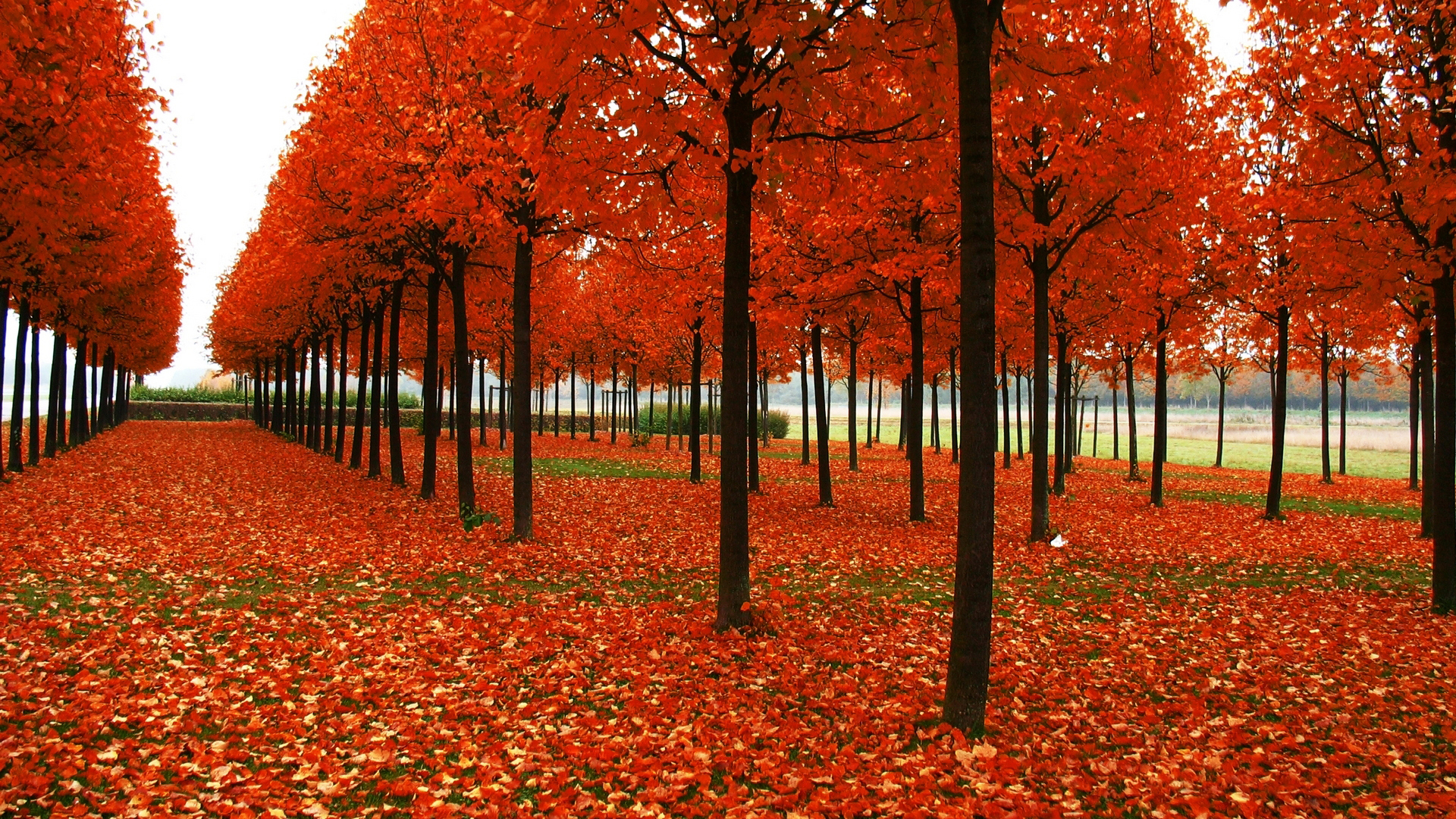 Red Leaves Straight Line Fall Autumn Trees 2K Fall