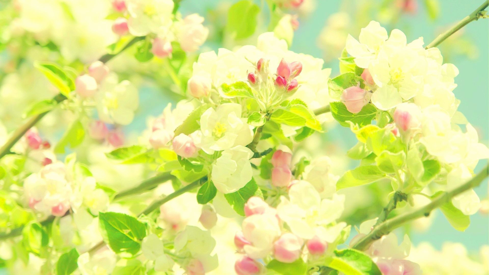 Spring Blossom Flowers With Leaves Branches 2K Spring Wallpaper