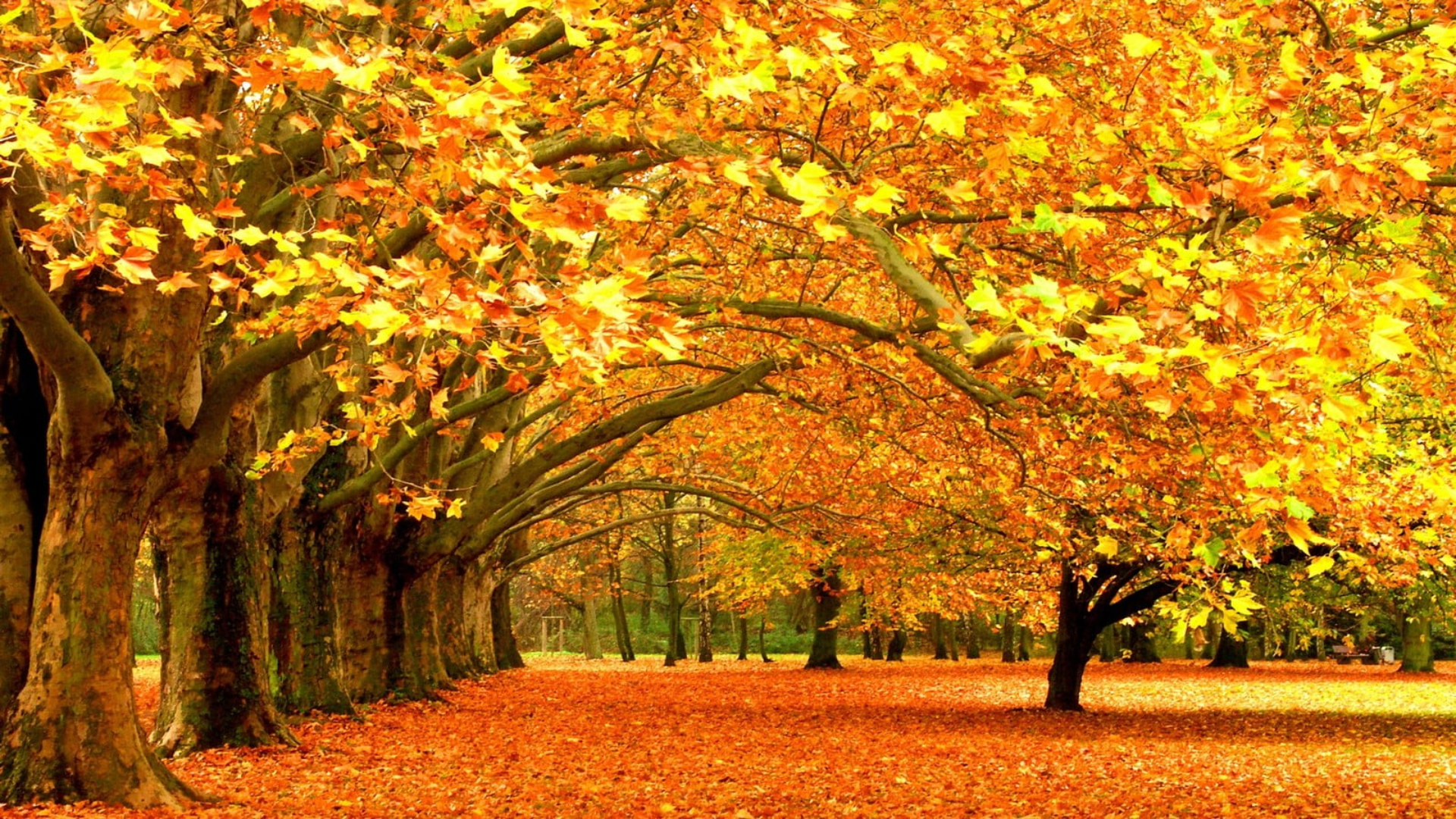 Yellow Leafed Maple Trees And Brown Leaves On Ground 2K Yellow