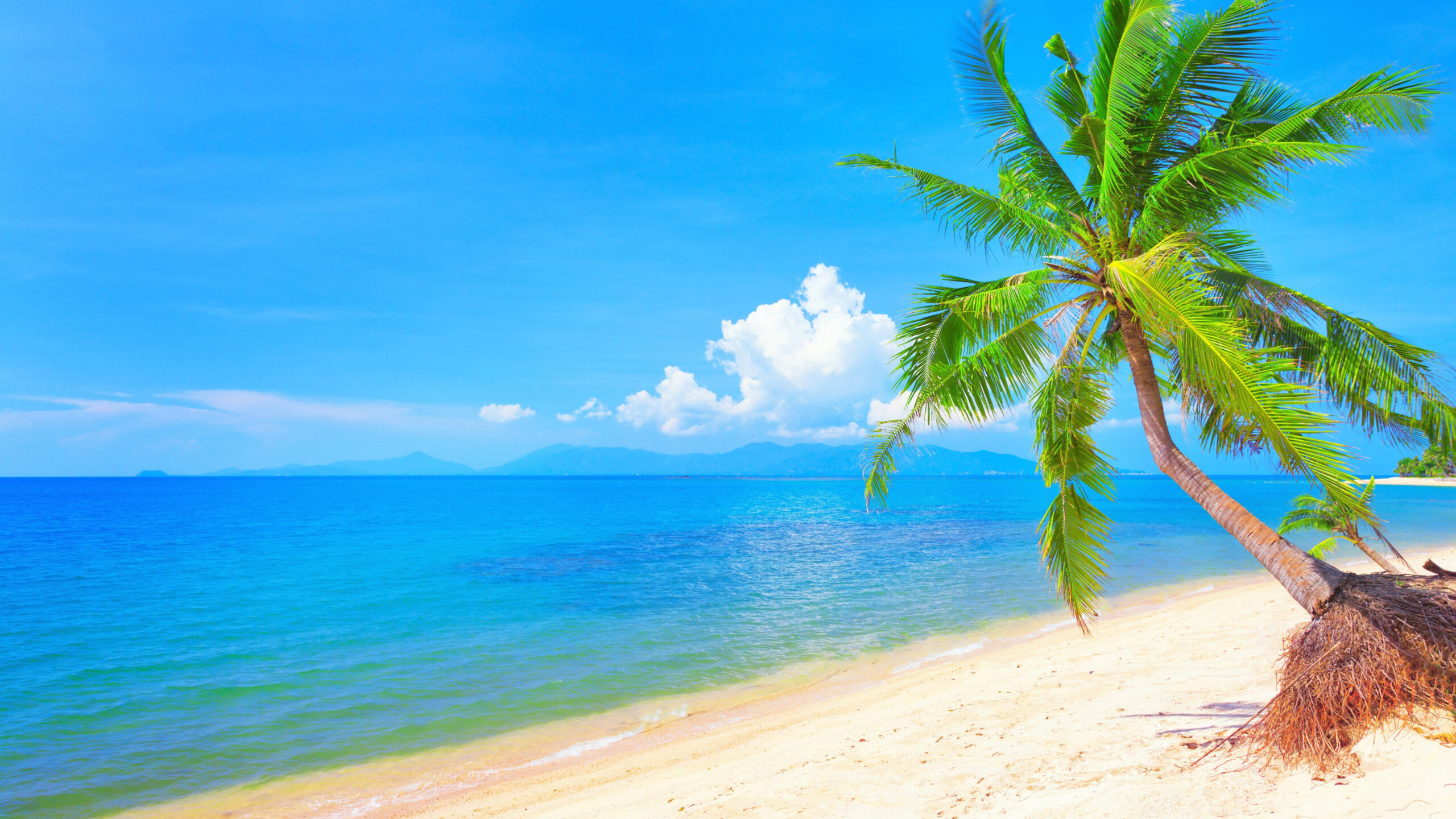 Palm Trees On Beach Sand Calm Body Of Water Under Blue Sky K 2K Nature