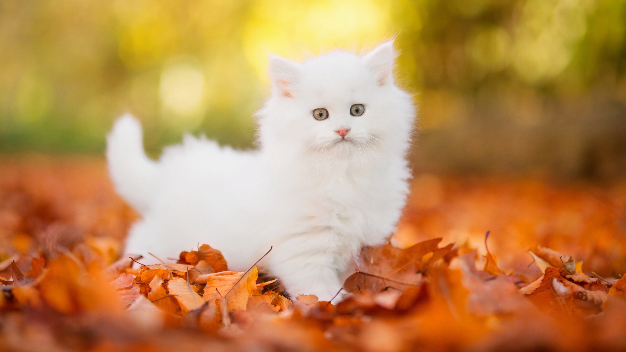 Cute White Pussy Kitten Is Standing On Dry Leaves In Blur Green Bokeh Wallpaper K 2K Cat