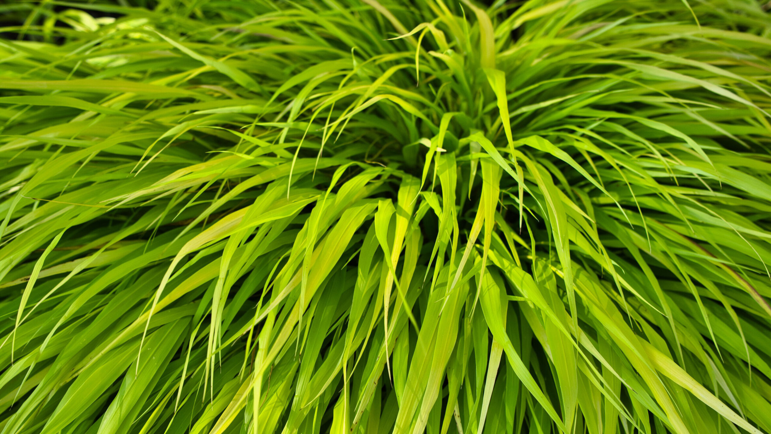 Closeup View Of Green Bush Plant Leaves K 2K Nature