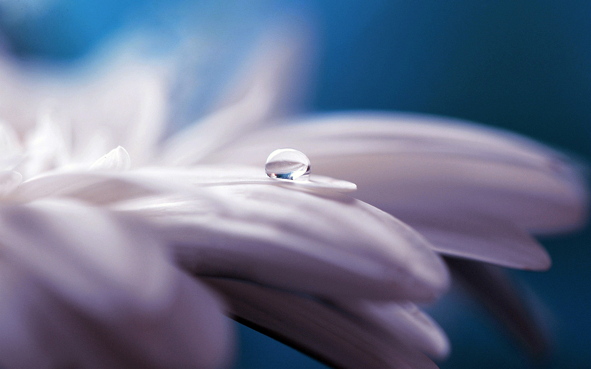 Pure Water Drop Flower