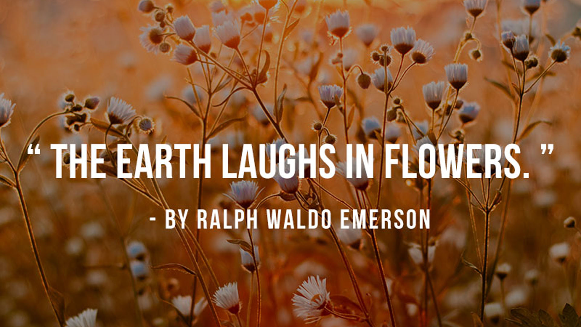 The Earth Laughs In Flowers 2K Inspirational
