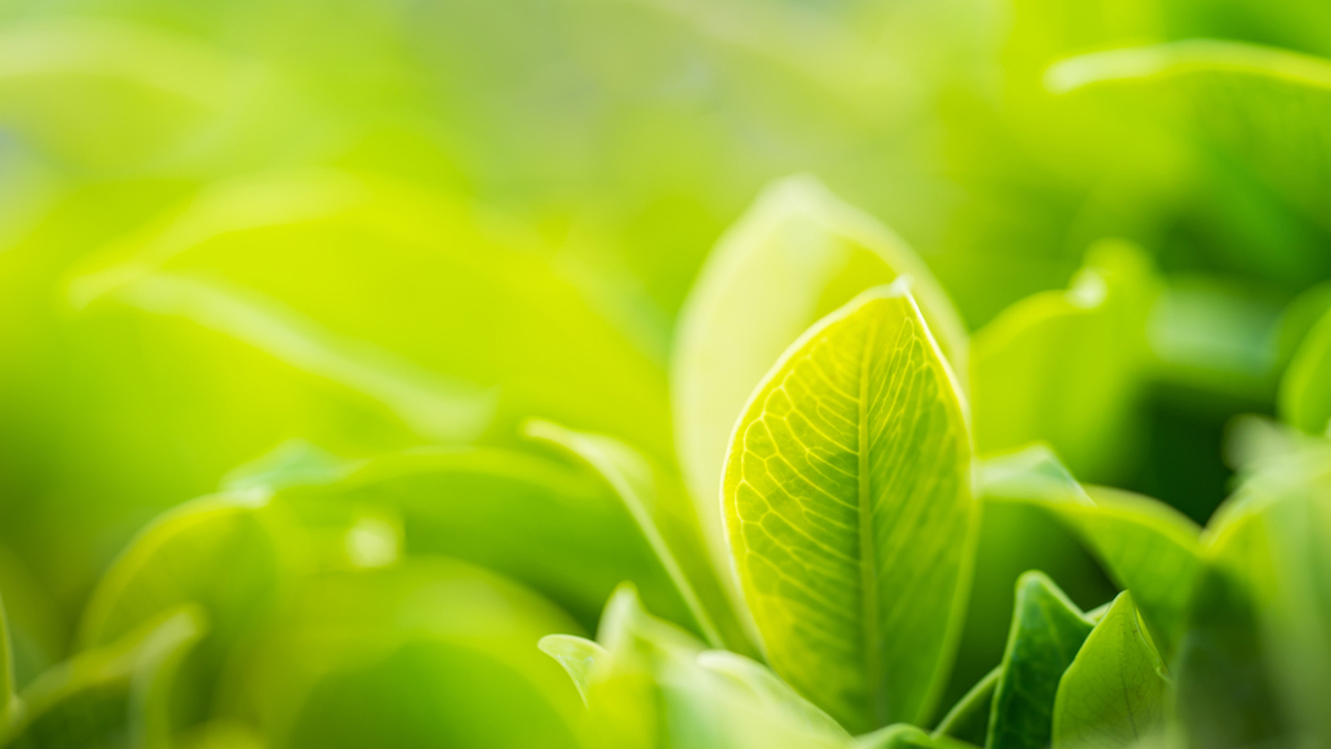 Closeup View Of Green Plants In Blur Green Wallpaper 2K Beautiful