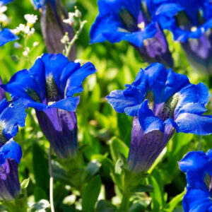 Blue Gentian Flowers 2K Flowers