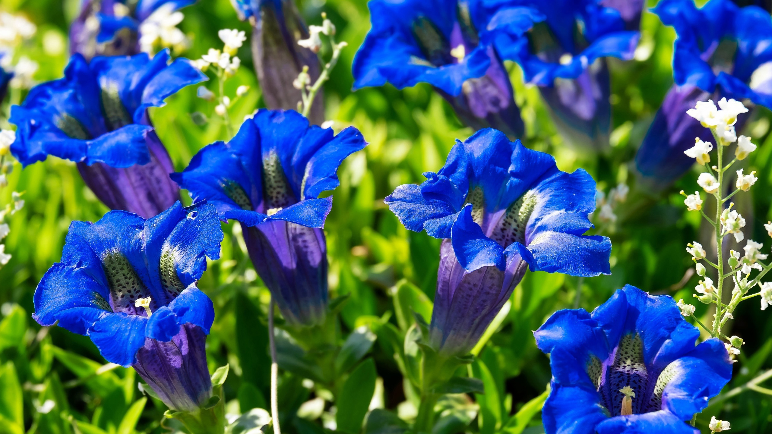 Blue Gentian Flowers 2K Flowers